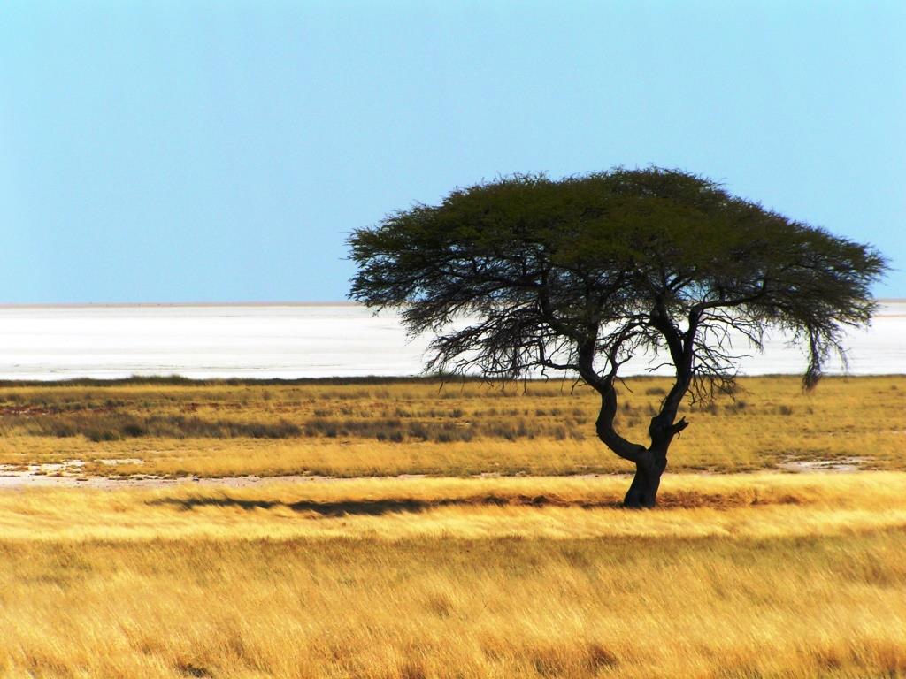 Namibia - Etosha - 2006